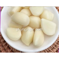 Yunnan Premium Pruple Skin Alho desidratado com vários dentes